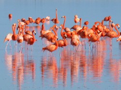 Мавритания - фламинго