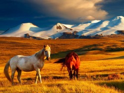 Монголия - лошади
