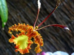 Тринидад и Тобаго - Орхидея-бабочка