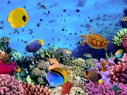 Кабо-Верде - Подводный мир