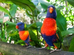 Гваделупа - Попугаи