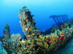 Гваделупа - Подводный мир