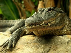 Буркина-Фасо - Крокодилы