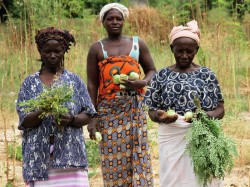 Буркина-Фасо - Сбор урожая