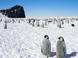 Антарктида -  Природа