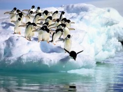 3. Антарктида - пингвины адели
