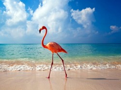 Каймановы острова - фламинго