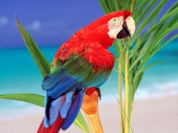 Каймановы острова - попугай