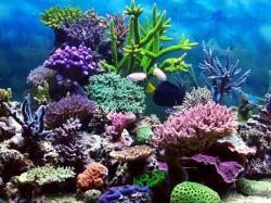Марианские острова Северные - коралловые рифы