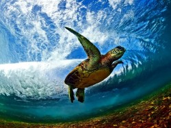 Марианские острова Северные - черепаха