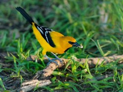 Мартиника - желтогрудая птичка