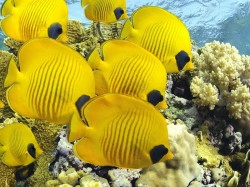 Токелау - рифовые рыбки
