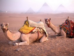 4. Египет - верблюды