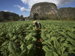 4. Куба - плантации табака в долине Виньялес