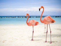 3. Куба - розовые фламинго