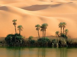 Тунис - оазис в пустыне