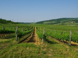 Венгрия - виноградники