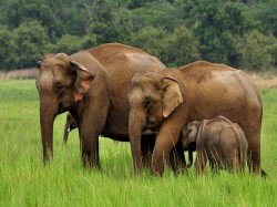 Индия - Слоны