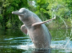 Бразилия - Розовые дельфины