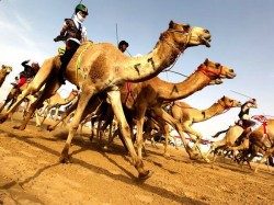 ОАЭ - Гонки на верблюдах