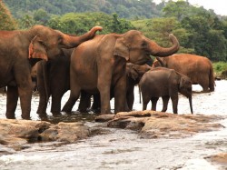 2. Шри-Ланка - слоновий питомник в Пинавелле