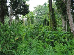 Доминикана - влажные тропические леса
