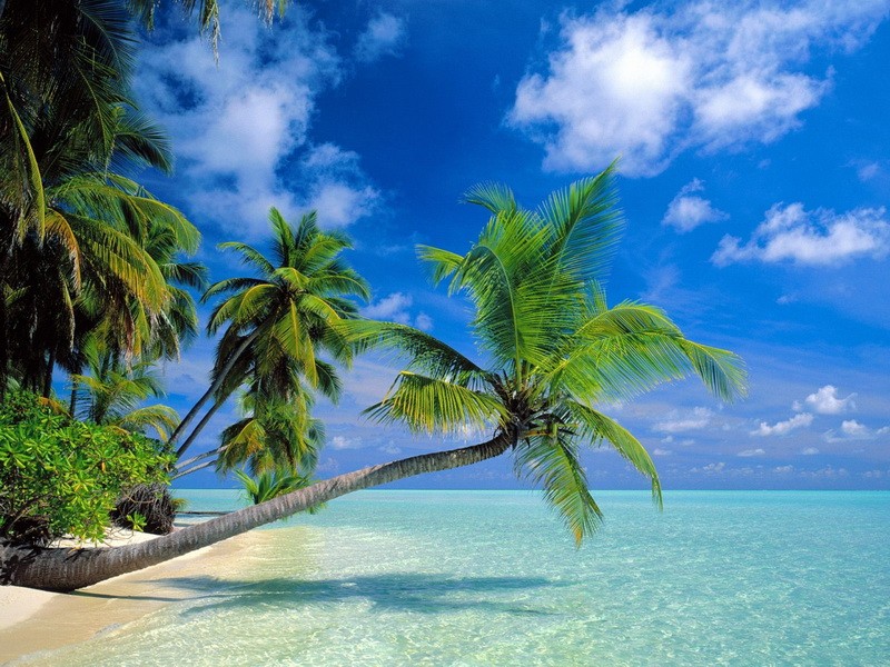 1. Мальдывы - пальмы 