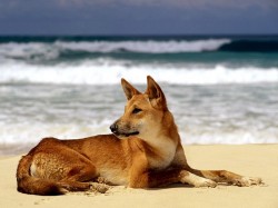 Австралия - собака Динго