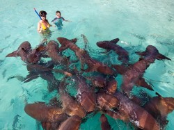 Багамские острова - сноркелинг с акулами
