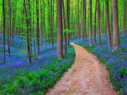 Бельгия - сосновый лес