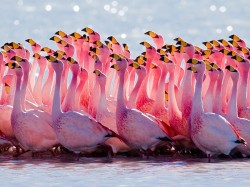Боливия -  Фламинго