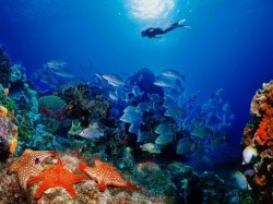 Мальта - Подводная флора и фауна