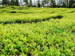 Маврикий - чайная плантация 