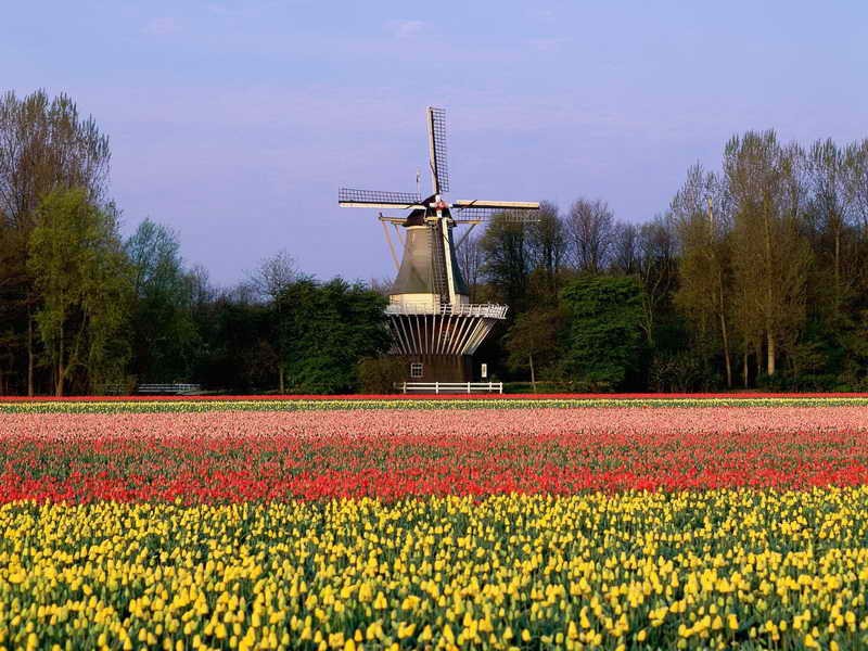 2. Нидерланды - Тюльпановые поля 