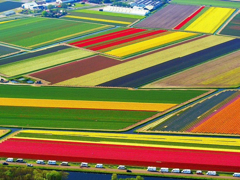 1. Нідэрланды - Цюльпанавыя палі 