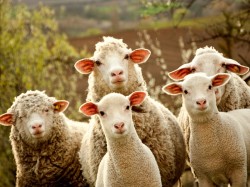 Новая Зеландия - овцы