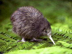 Новая Зеландия - птица киви