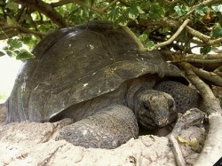 4. Сейшелы - гигантская альдабрская черепаха
