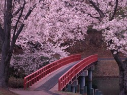 Япония - Цветение сакуры