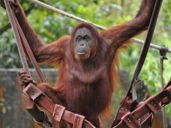 Малайзия - орангутанг