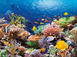 3. Ямайка - подводный мир