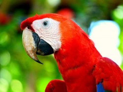 4. Барбадос - попугай