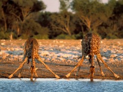 2. Танзания - жирафы в Серенгети