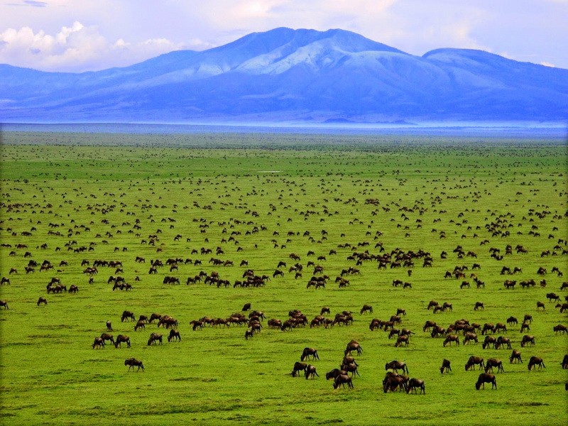 5. Танзания - миграция диких животных в Национальном парке Серенгети 