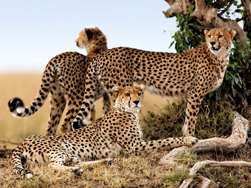 Кения - Леопард 