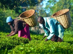 Кения - Сбор чая
