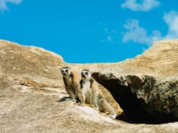 Мадагаскар - лемуры
