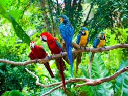 Мадагаскар - попугаи