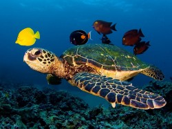 Оман - морская черепаха