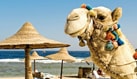 Какой курорт Египта выбрать